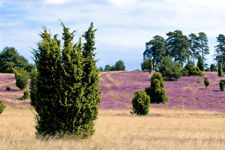 Wacholder in der Lüneburger Heide, mit männlichen und weiblichen Exemplaren