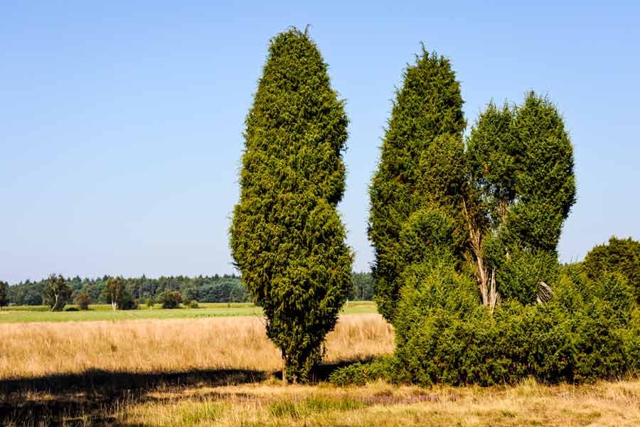 einen tollen Kontrast bilden die dunkelgrünen Wacholder in der Heide