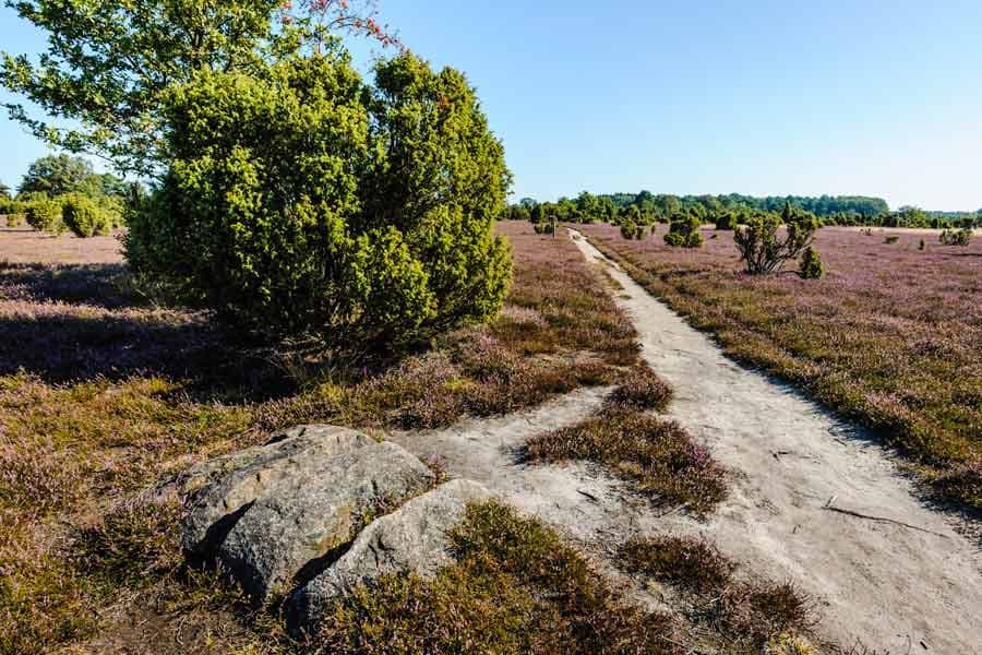 Im Wacholderwald Schmarbeck stehen die meisten Wacholder der Lüneburger Heide
