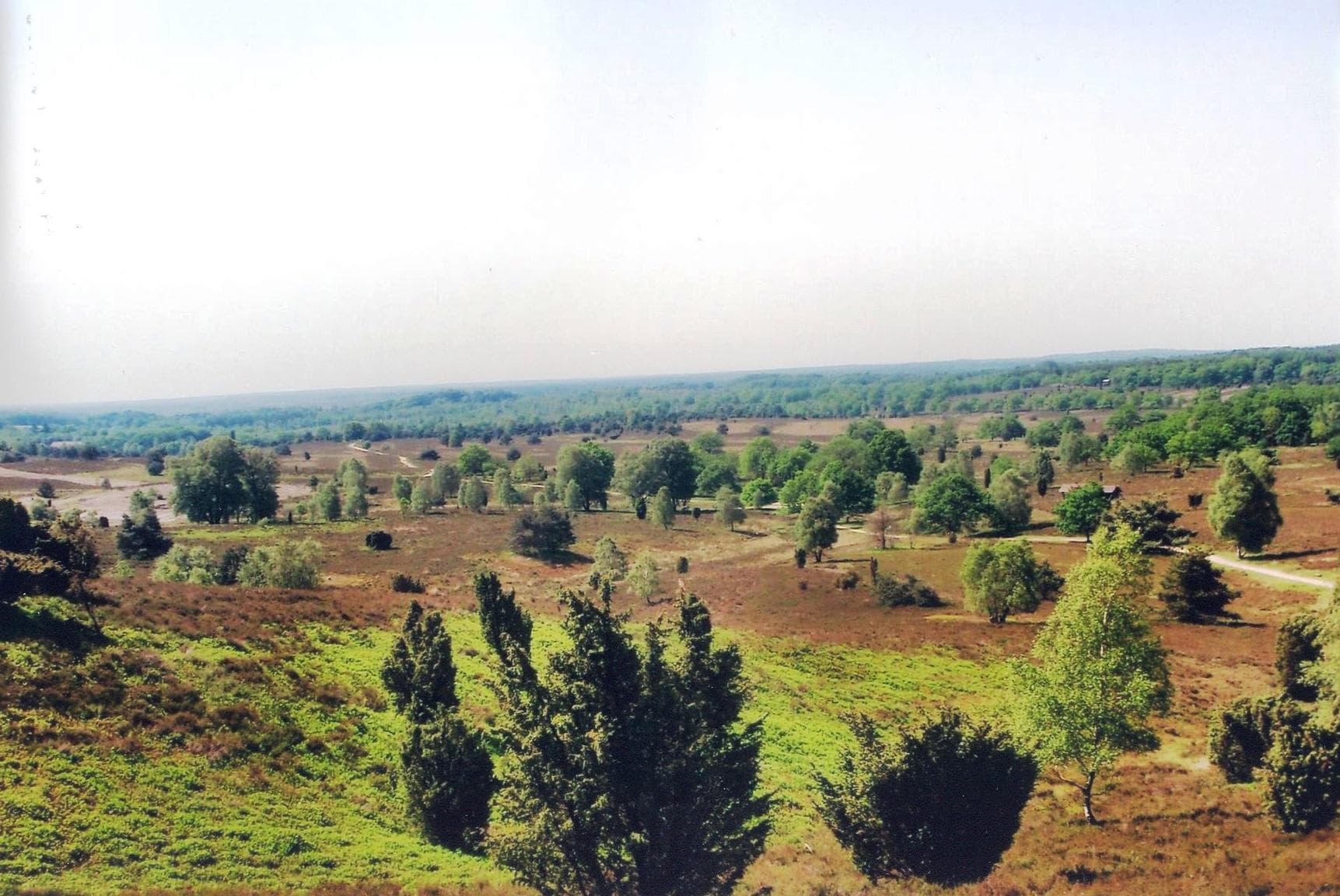 Blick vom Wilseder Berg