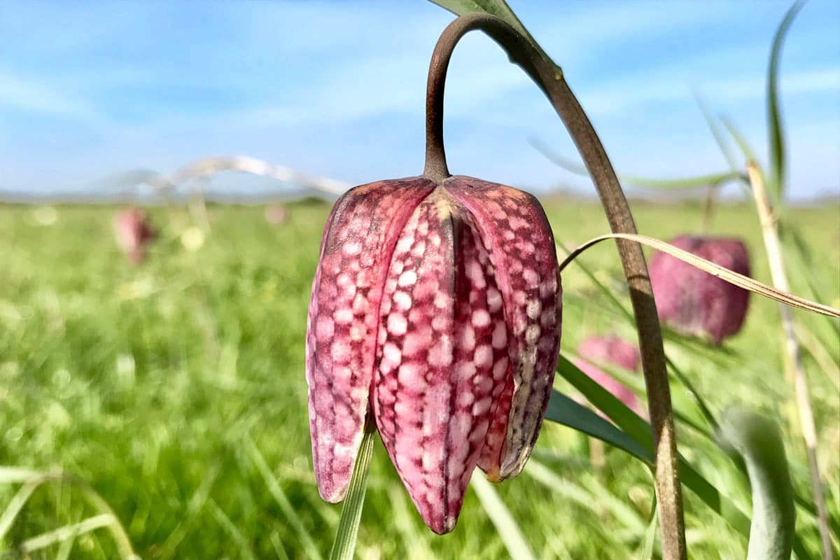 Schachbrettblume-Seeveniederung