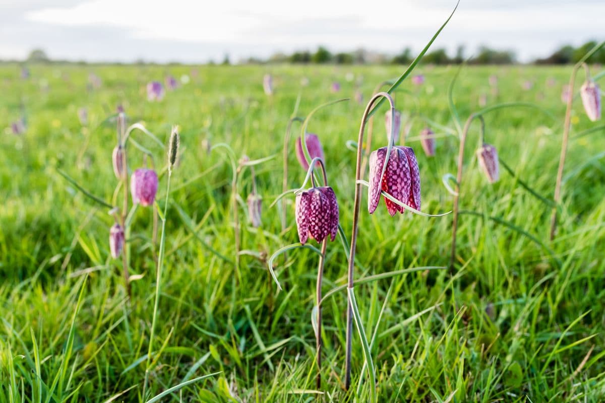 Schachbrettblumenblüte Ende April