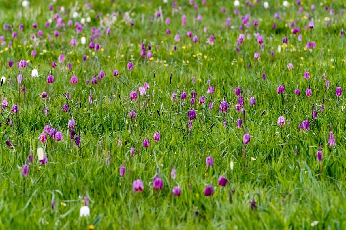 Schachbrettblume im Naturschutzgebiet Seeveniederung im Frühling in der Lüneburger Heide