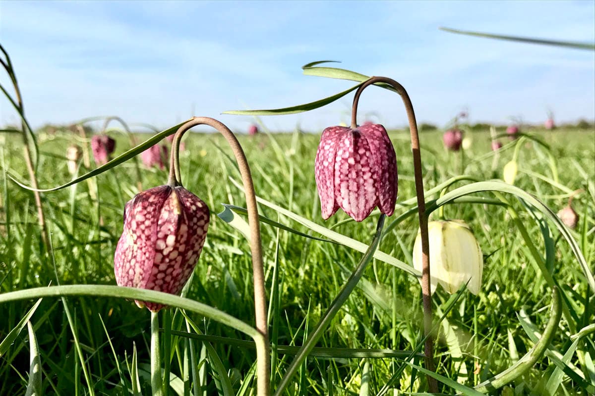 Schachbrettblume-Seeveniederung