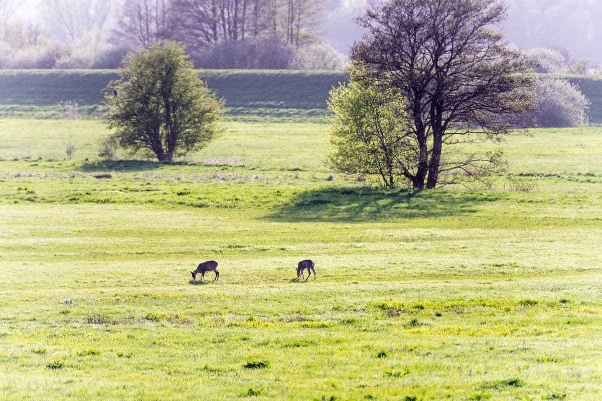 Rehe im Naturschutzgebiet Junkernfeld