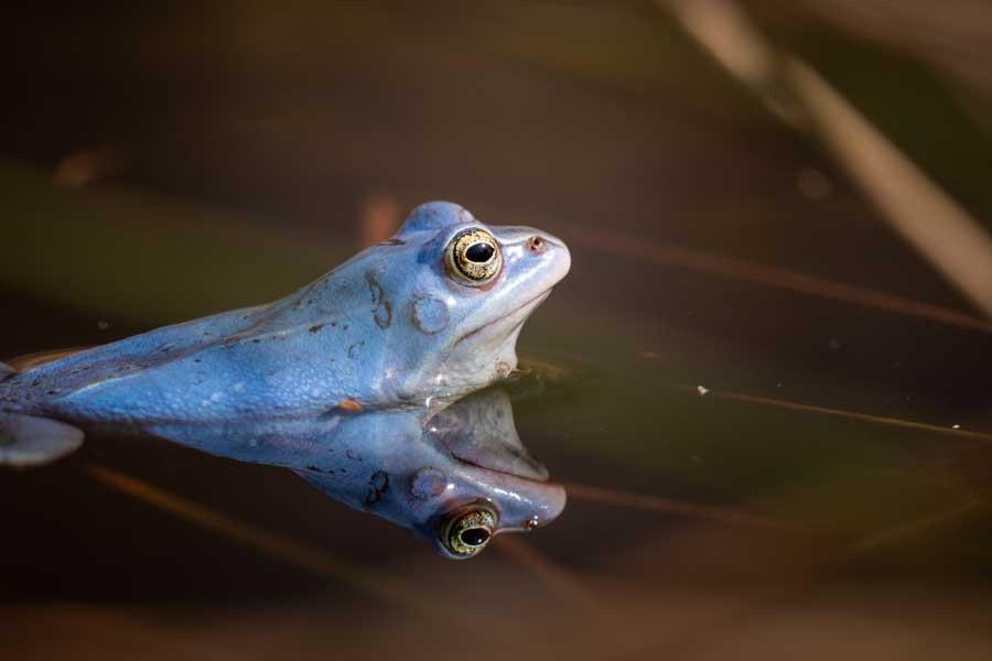 Lüneburger Heide Moor Frosch blau