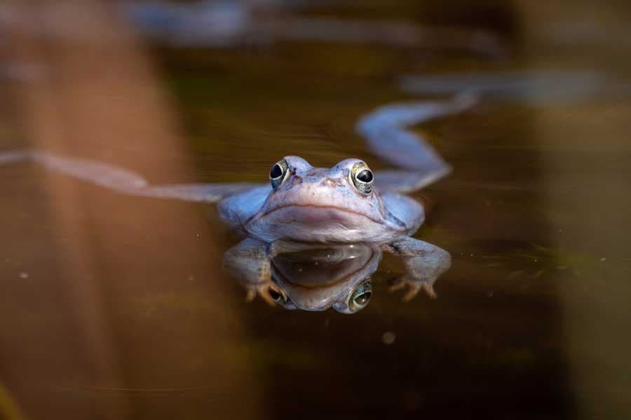 Ende März, Anfang April werden die Frösche blau