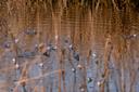 Tausende blaue Frösche tummeln sich in den Mooren der Lüneburger Heide