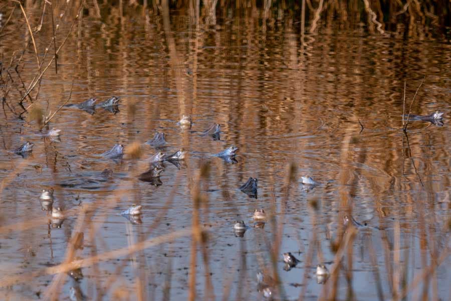 Tausende blaue Frösche tummeln sich in den Mooren der Lüneburger Heide