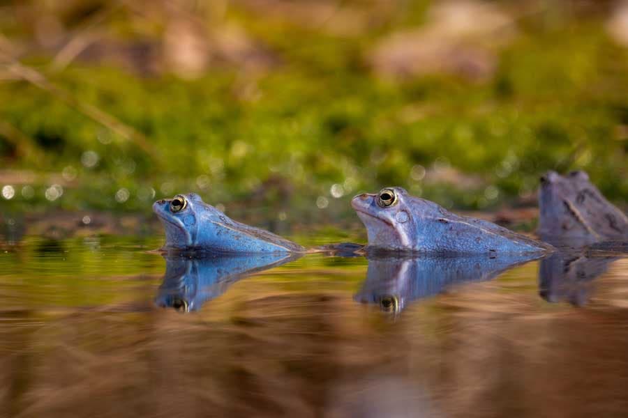 Pietzmoor Lüneburger Heide im Frühling zur Paarungszeit der blauen Moorfrösche