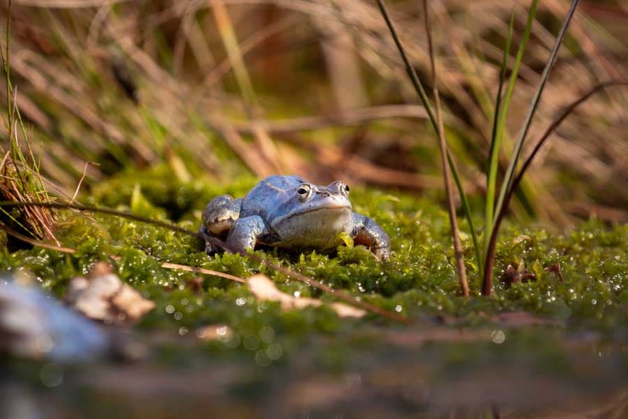 Nur wenige Tage sind die Männchen blau