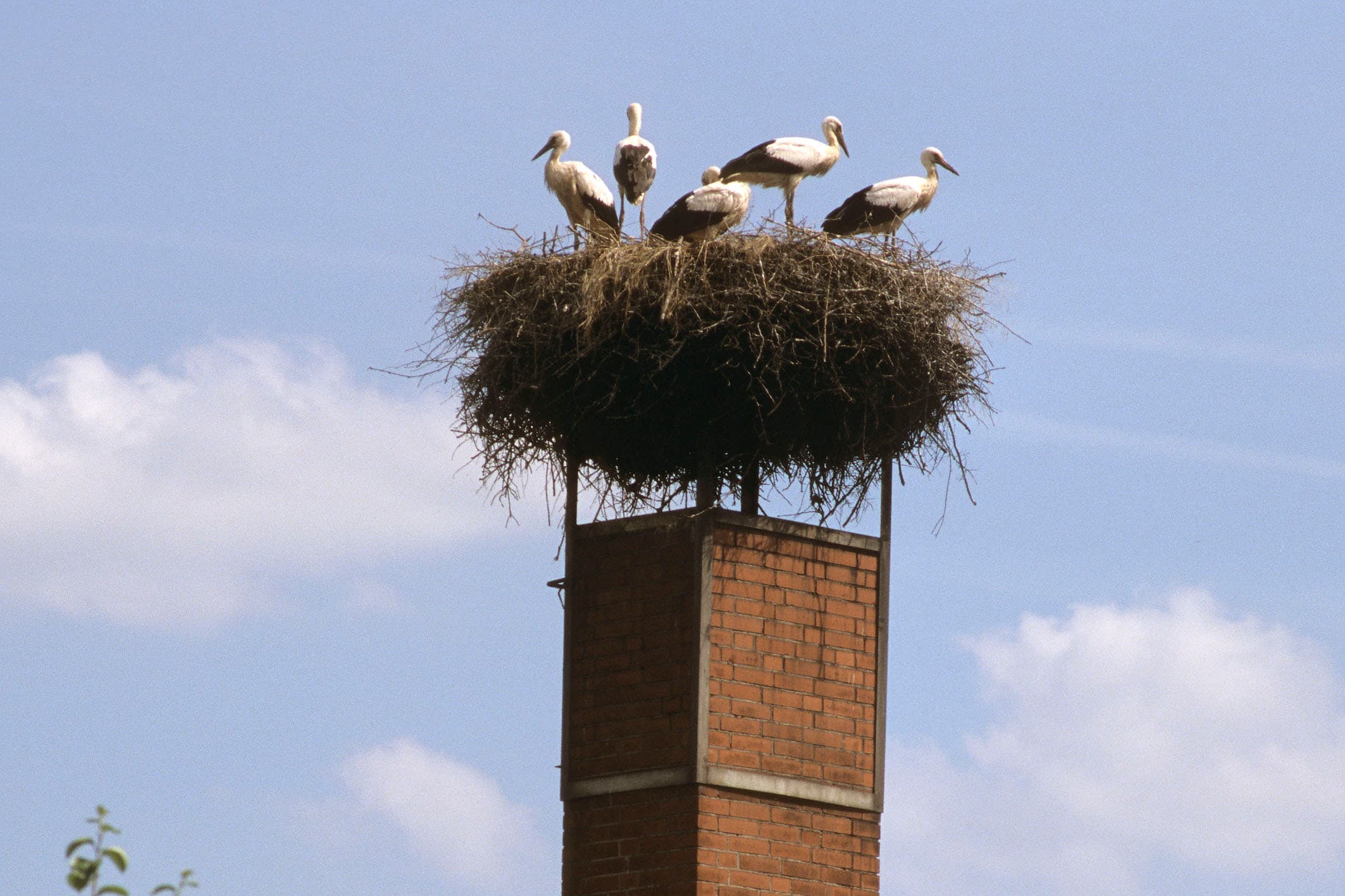 Storchennest im Aller-Leine-Tal