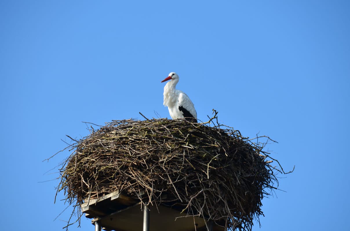 Weißstorch im Nest in Hornbostel