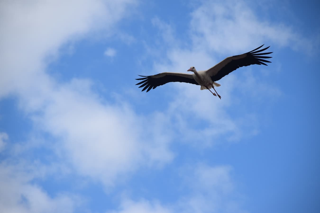 Weißstorch im Anflug