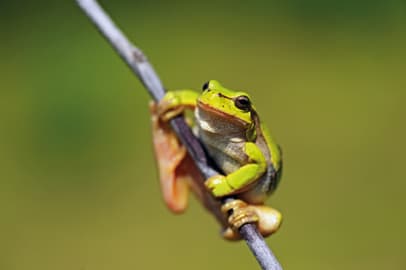 Laubfrosch - Bild Fotolia © M. Kyslynsky