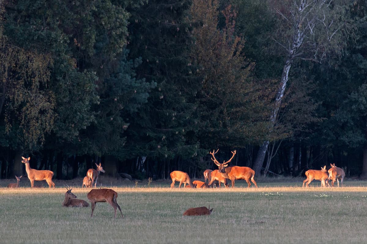 Hirschbrunft Südheide