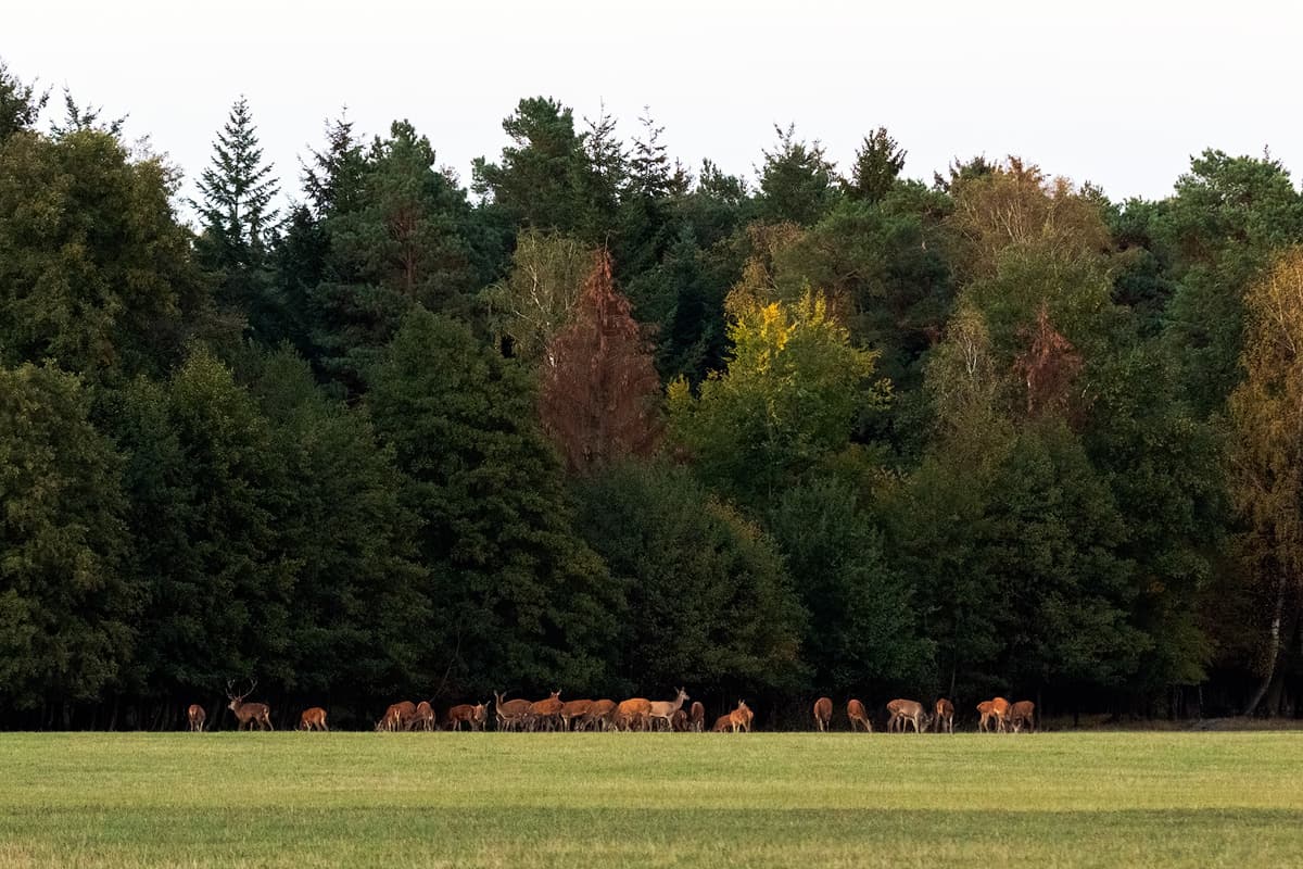 Hirschbrunft Südheide