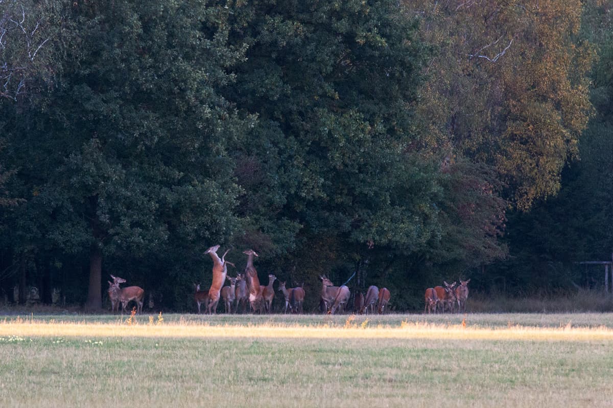 Hirschbrunft Südheide