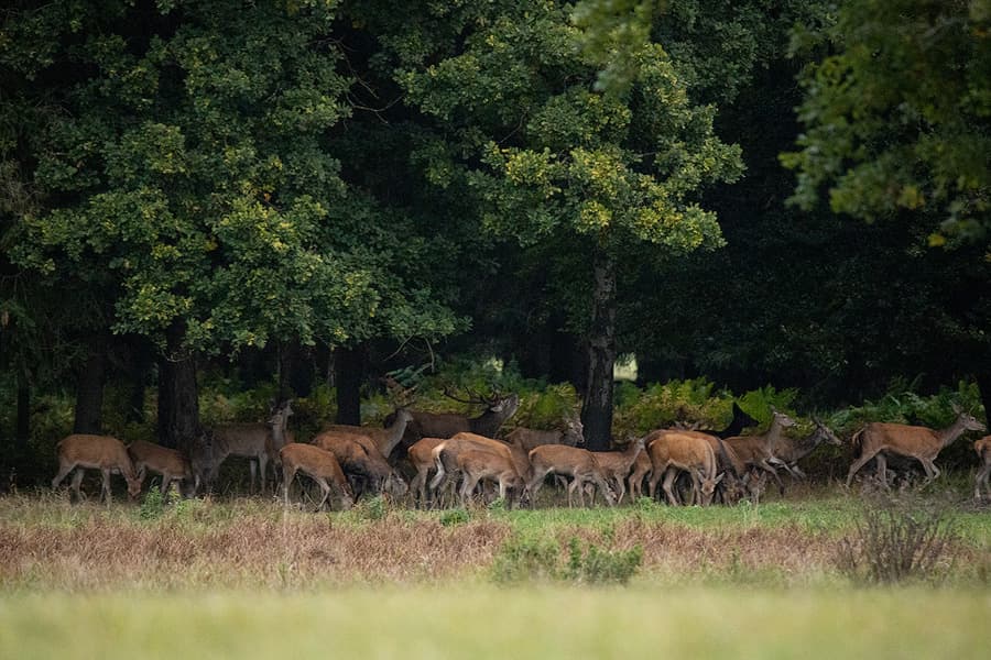 Rotwild zur Hirschbrunft in der Lüneburger Heide