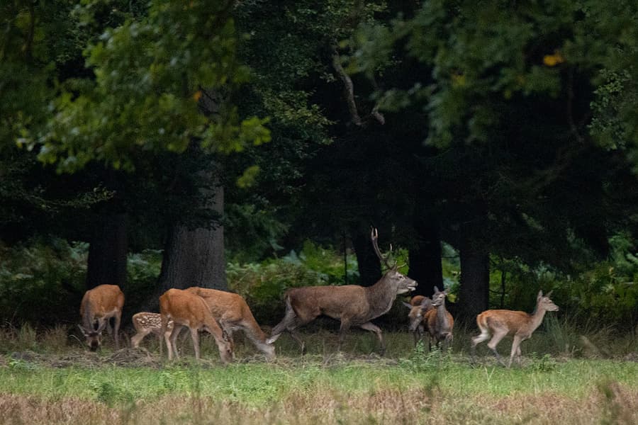 Hirschbrunft in der Lüneburger Heide