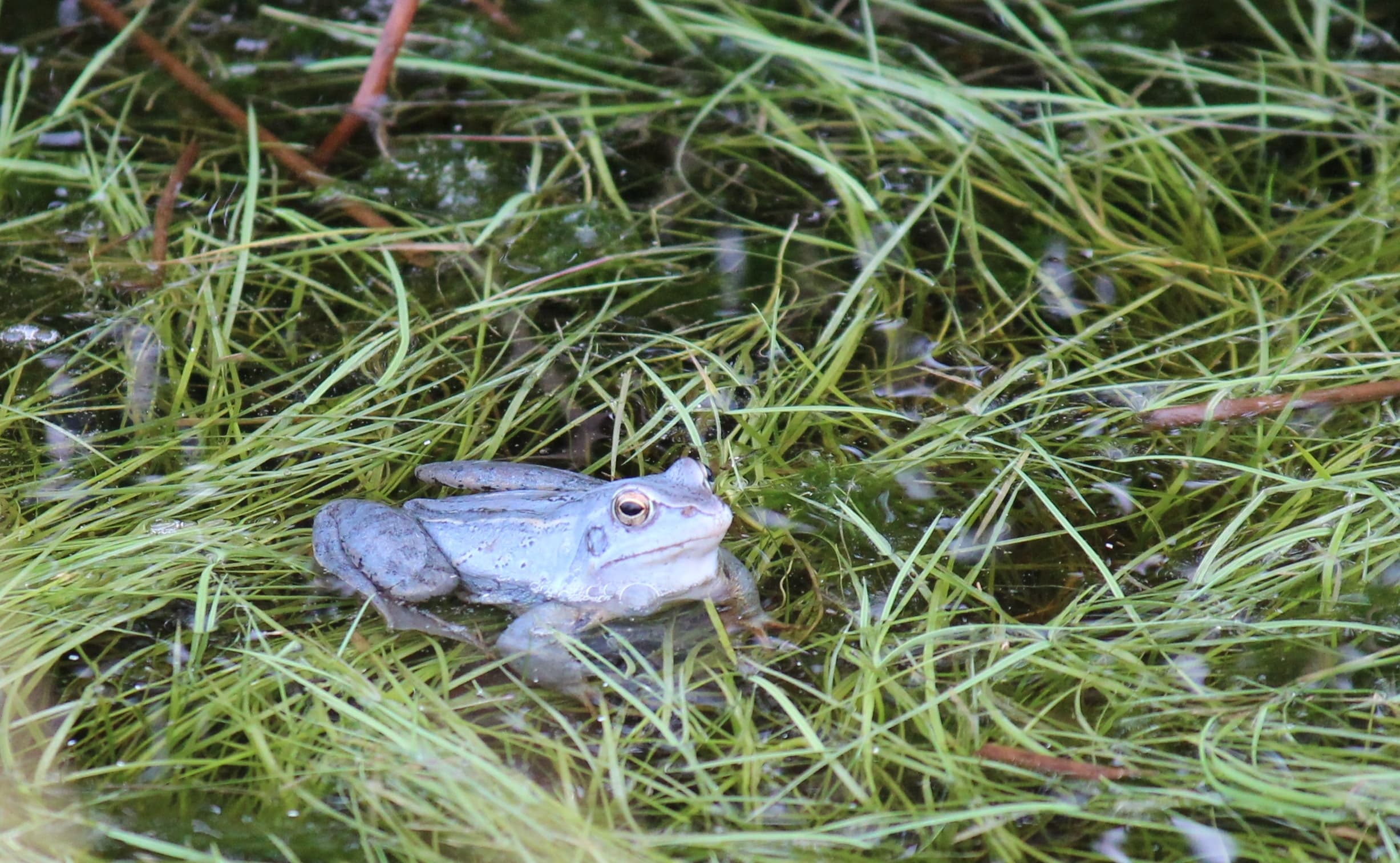 Blauer Moorfrosch im Pietzmoor