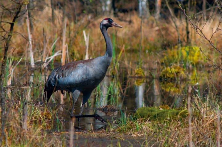 Kraniche in den Mooren der Heide