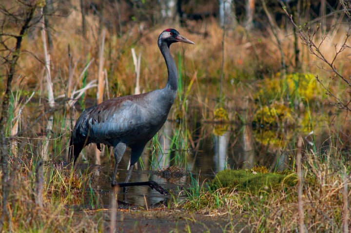 Kraniche in den Mooren der Heide 