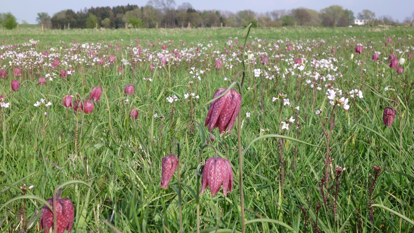 schachbrettblume