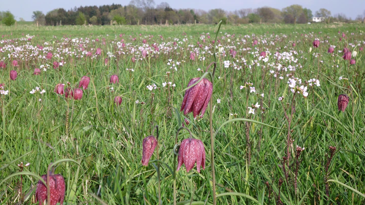 Schachblumenfeld Bild: Landkreis Harburg A. Hirt