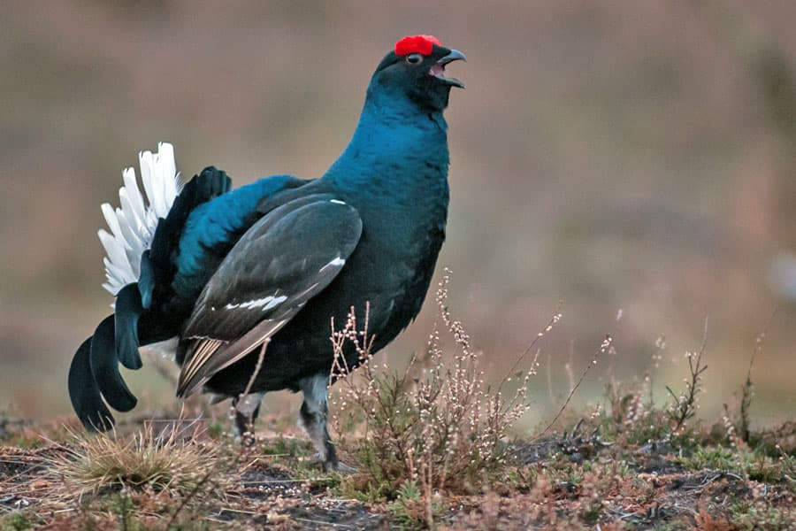 Birkhuhn,Birkhahn,Auerhahn,Lueneburger,Heide,Natur,Heidebluete,Tiere,Fauna,Flora