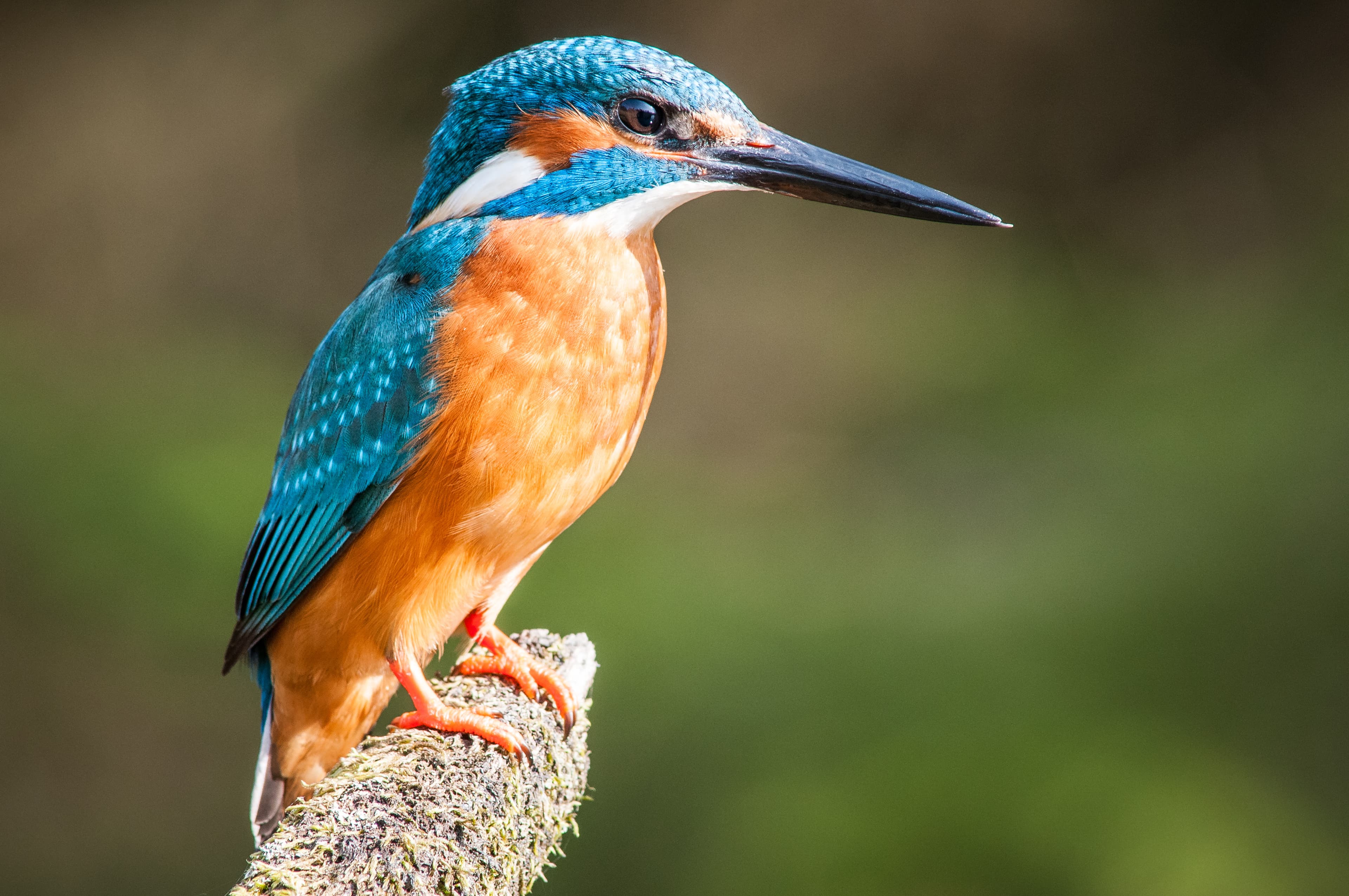 Eisvogel in der Lüneburger Heide