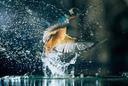 Eisvogel beim Fischfang (Blume-Bild)