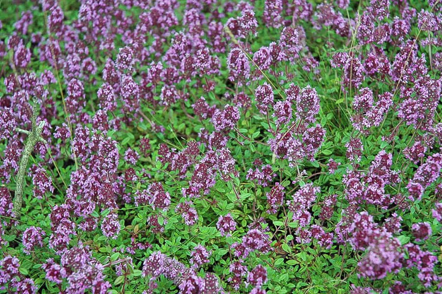 Sandthymian,Thymian,Lueneburger,Heide,Heidebluete,Naturschutz,Flora,Fauna,Pflanze,