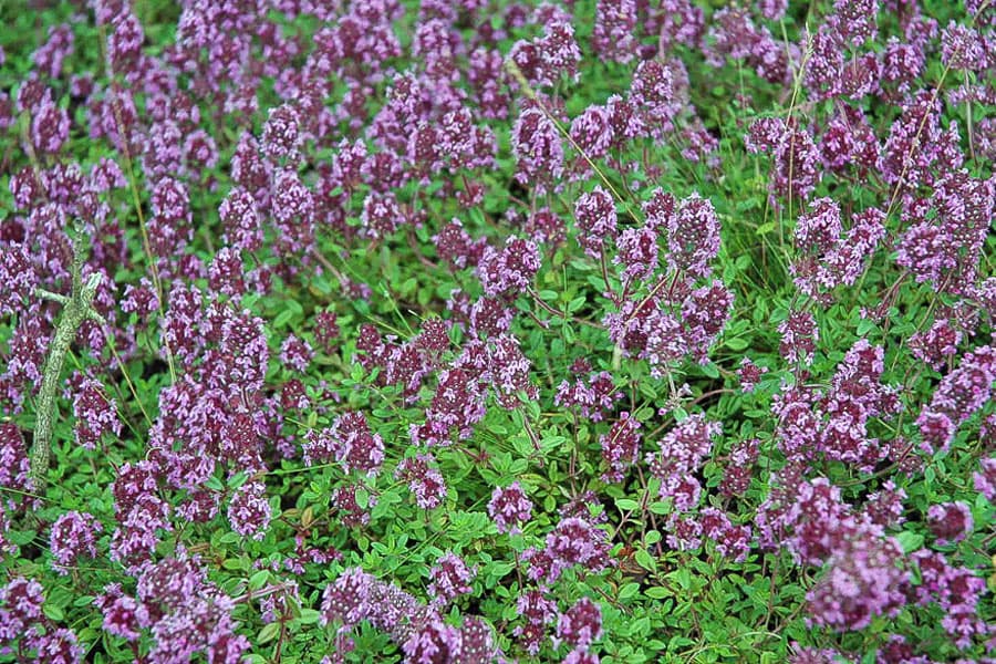 Sandthymian in der Lüneburger Heide