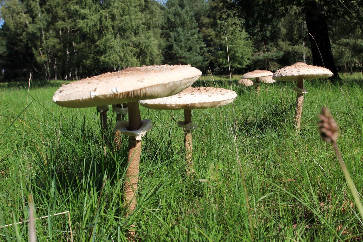 Herbst Wandern in der Heide