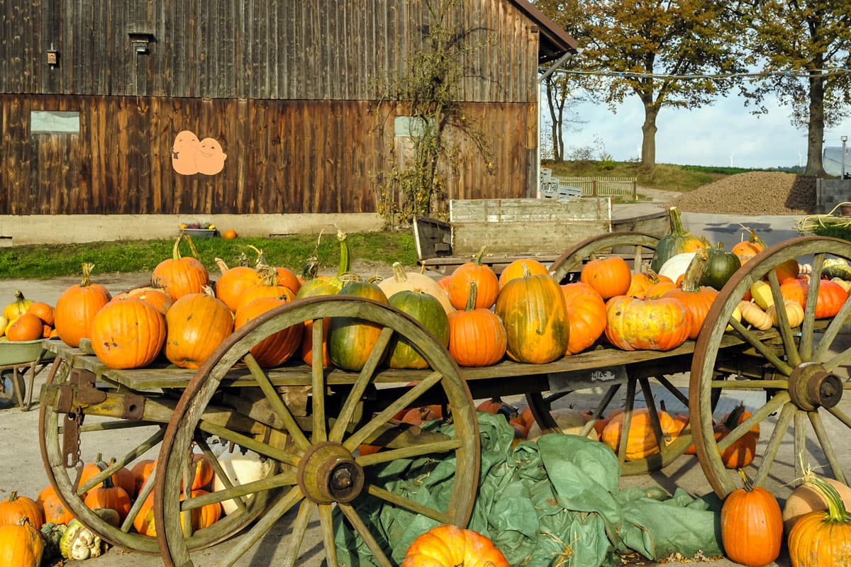 Oktober in der Lüneburger Heide