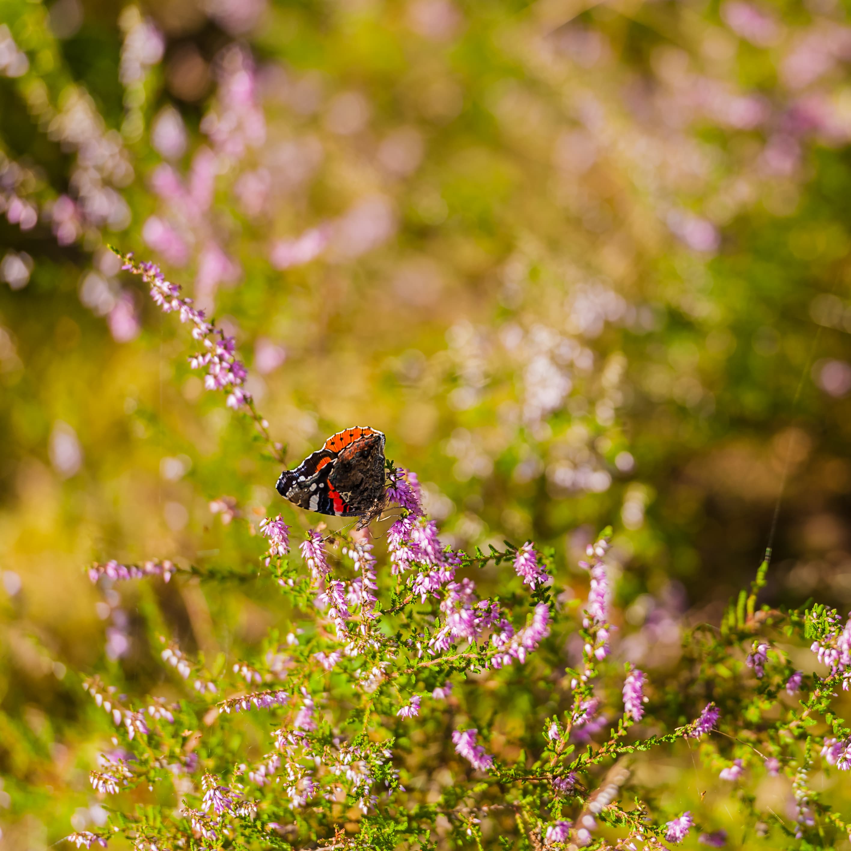 Schmetterling in der Heide