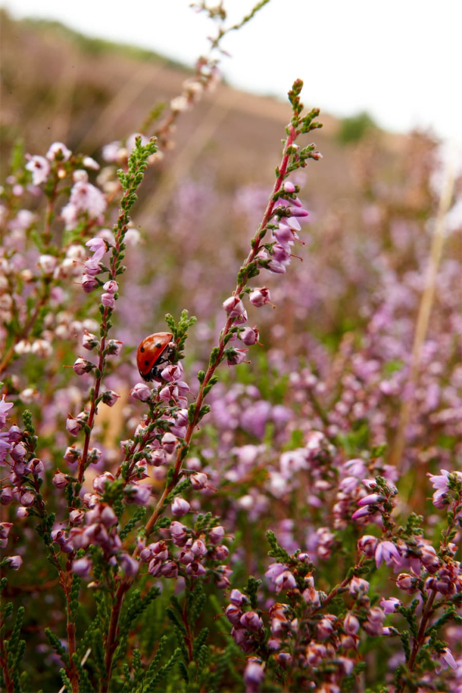 Marienkäfer in der Heide