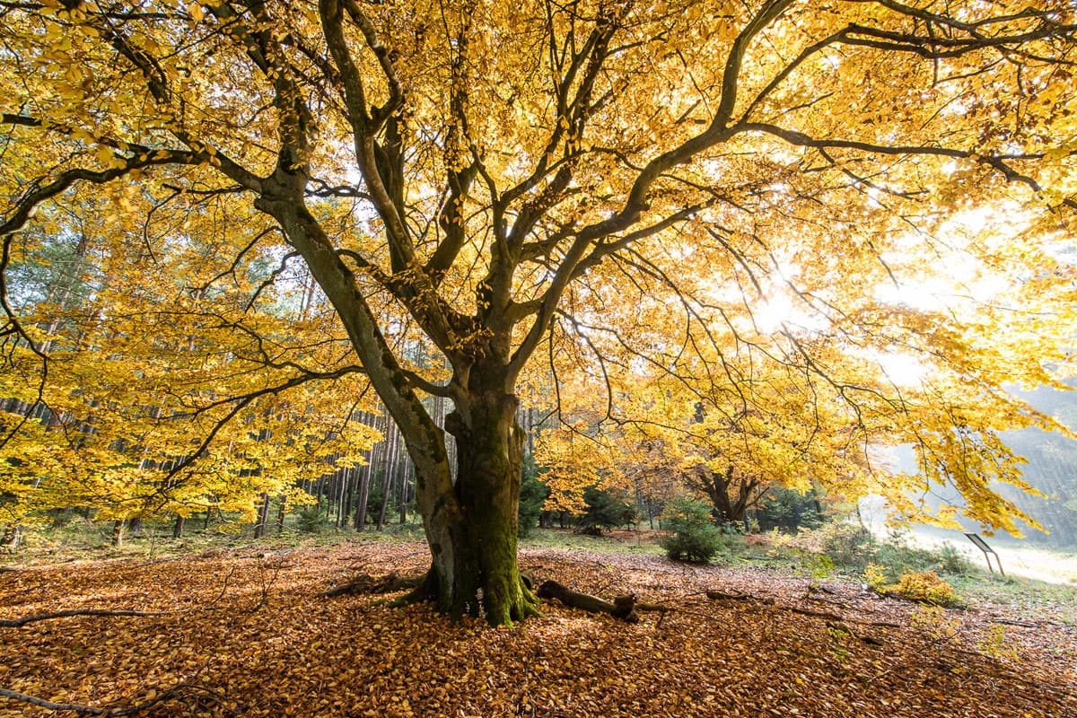 Faszinierende Naturschauspiele im Herbst