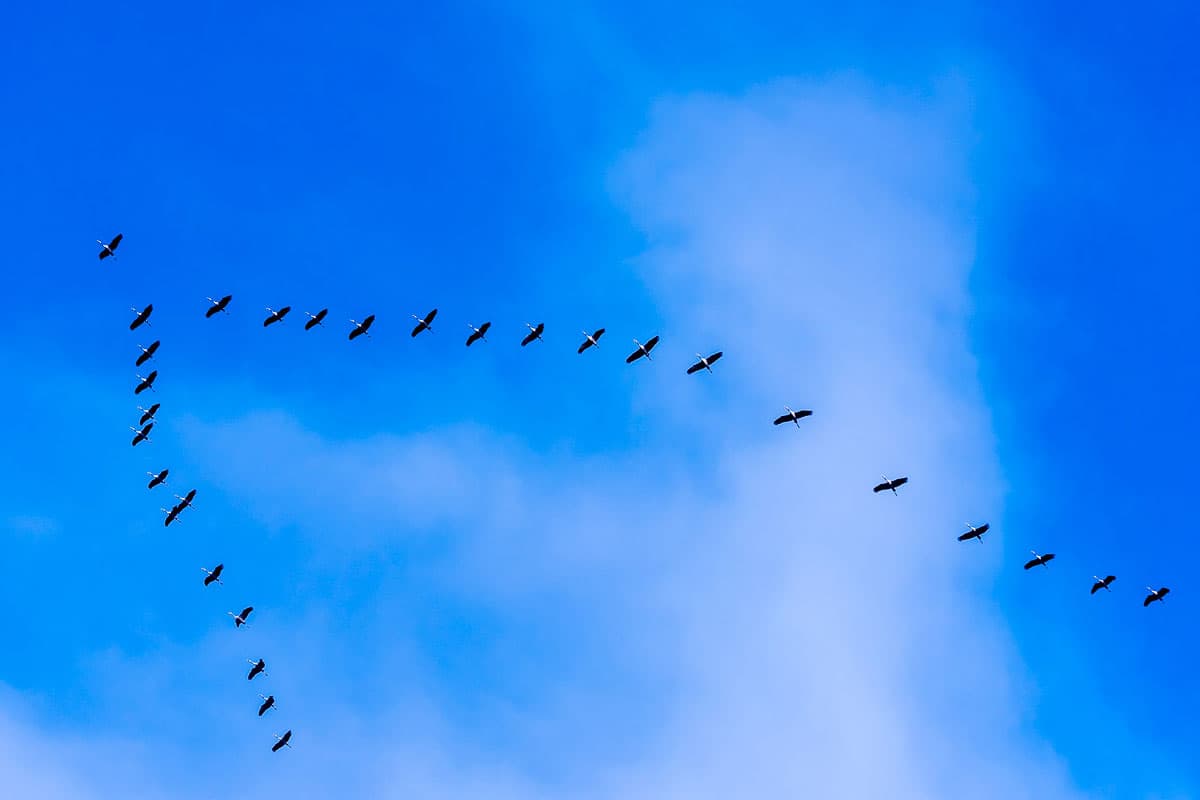 Vogelzug in der Lüneburger Heide