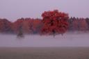 Herbstlicher Nebel in der Lüneburger Heide