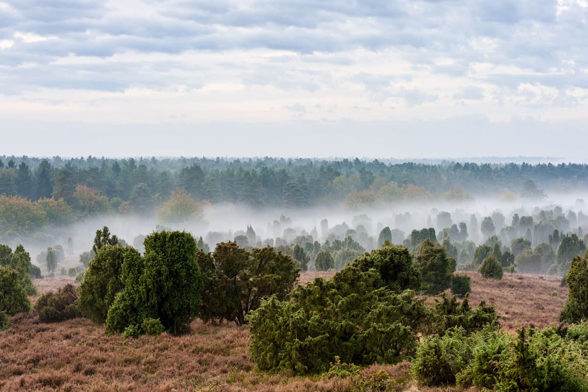 Mystische Herbststimmung in der Lüneburger Heide