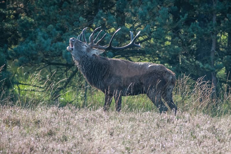 Herbst: Hirschbrunft im Naturpark Südheide