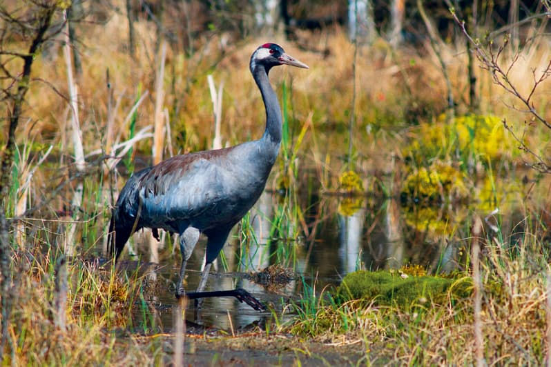 Vogelzug im Herbst