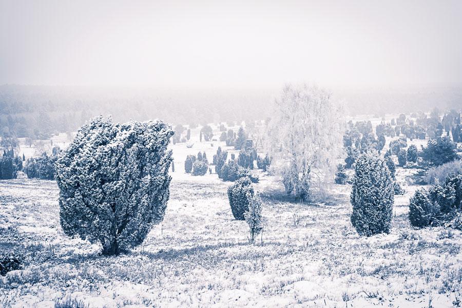 Winter in der Lüneburger Heide - eingeschneite Wacholder