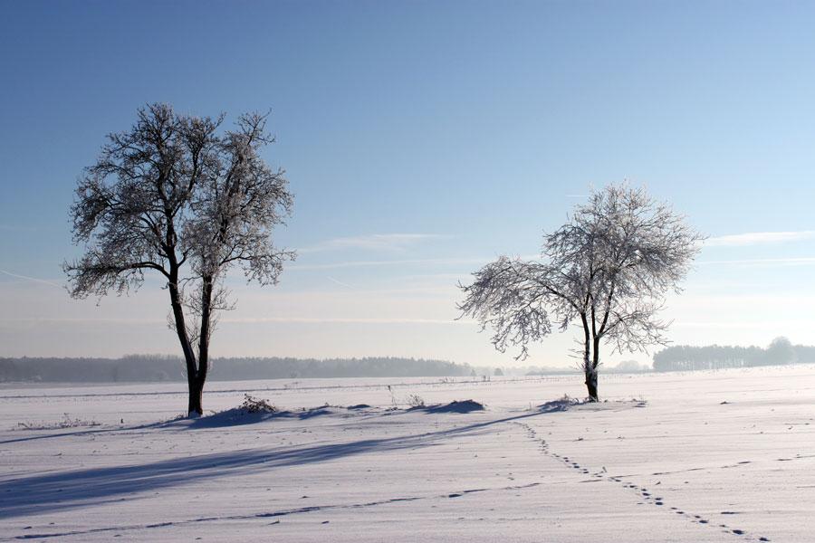 Winter in der Lüneburger Heide - Stille 
