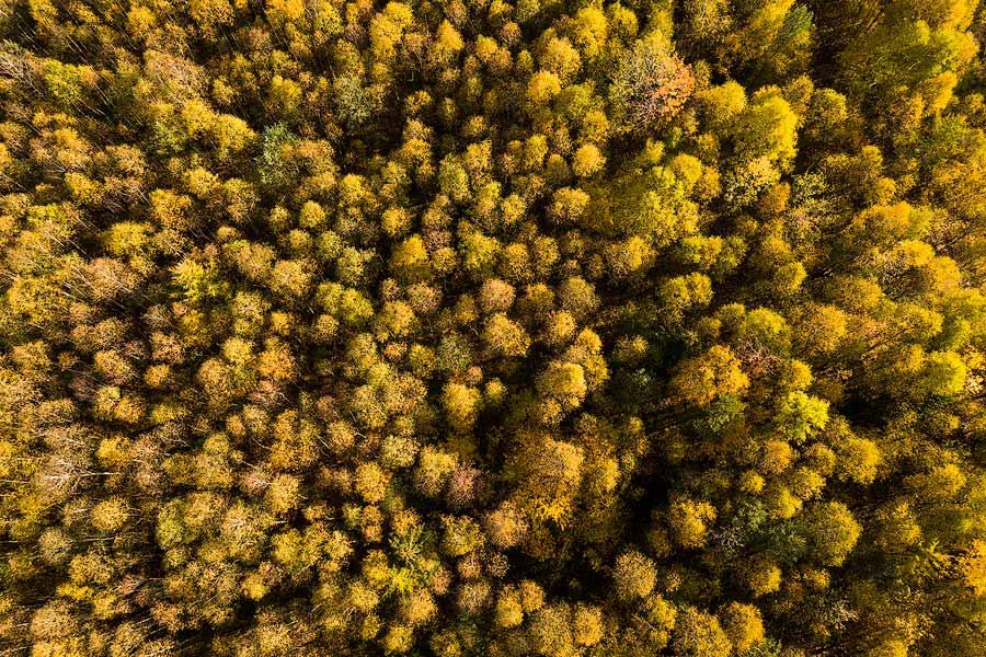 28.10.2020: Laubwälder in der Südheide