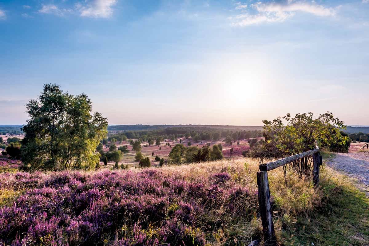 Heideflächen Lüneburger Heide: Wilseder Berg