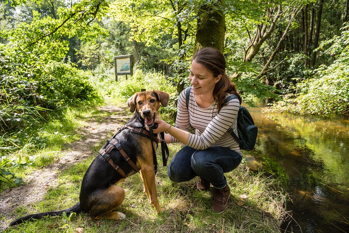 Kurzurlaub mit Hunden in der Lüneburger Heide