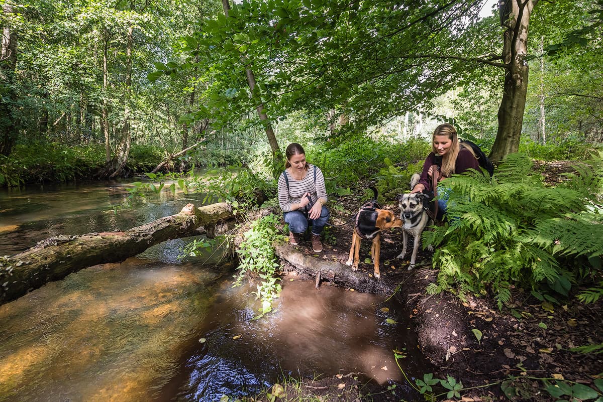 Kurzurlaub mit Hunden in der Lüneburger Heide